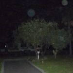 Like Orbs - Kerrie Erwin Psychic Sydney