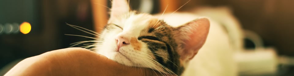 pureview-kerrie-erwin-pets