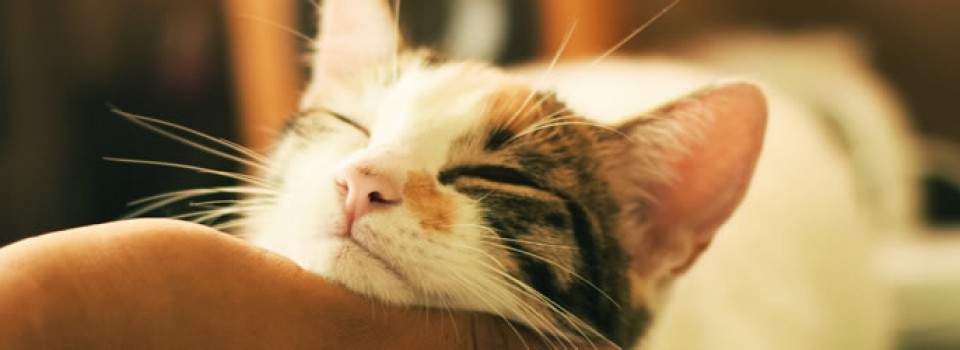 pureview-kerrie-erwin-pets